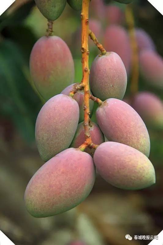 元江金凤凰芒果——好吃到停不下来