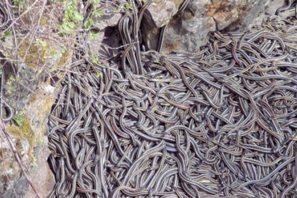 湘潭木鱼湖蛇群泛滥图片
