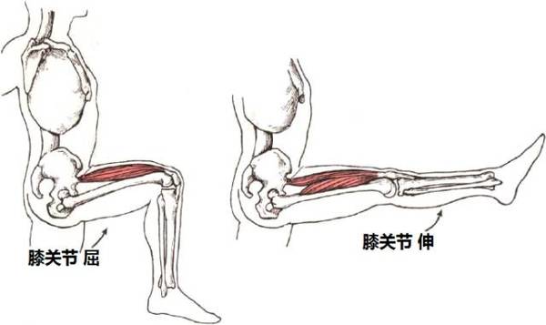 大腿前侧(股四头肌)收缩使 膝关节伸展