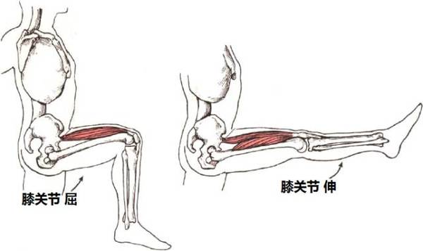 直抬腿练股四头肌图片