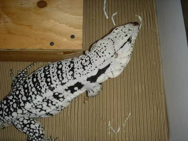 也就是双领蜥属下的不确定种.