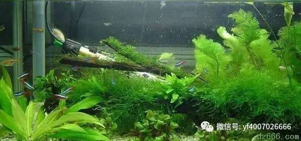 新手购买水草的五个注意事项 新闻频道 手机搜狐