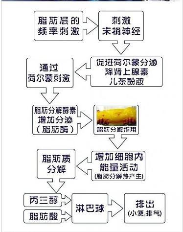 体内燃烧掉的脂肪 是如何被排出体外的 体育频道 手机搜狐