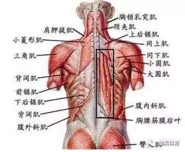 六种背部肌肉拉伸训练有效缓解背部疼痛 体育频道 手机搜狐