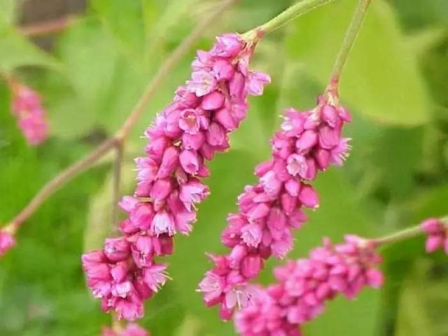 草木如织|蓼蓝草木染