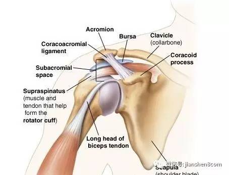 肩上推举 一个小技巧避免肩膀夹击 体育频道 手机搜狐