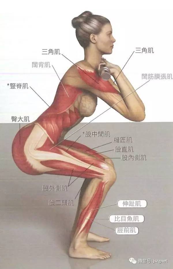 16大最全的腿部与臀部肌肉锻炼方法