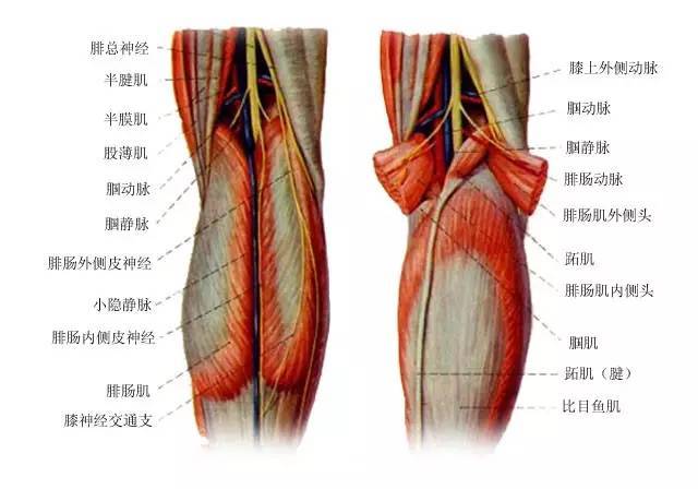 腘静脉