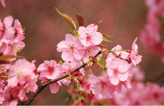 三月樱花 中国赏樱花圣地大全 旅游频道 手机搜狐