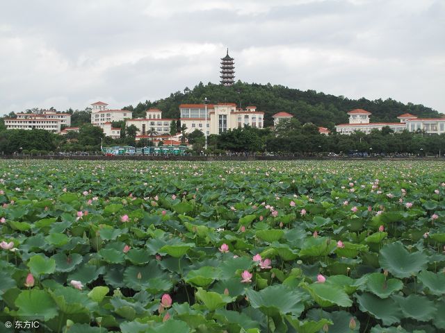 东莞桥头莲湖 一湖两花景色美 旅游频道 手机搜狐
