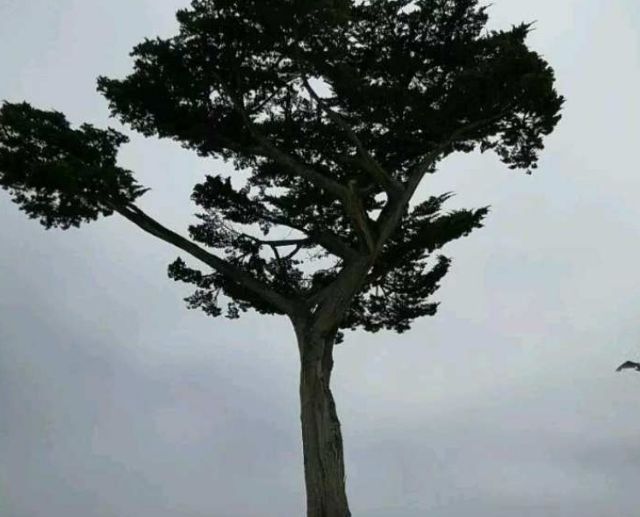 蒙特利海岸的加州松 风景诱人 旅游频道 手机搜狐