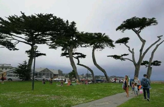 蒙特利海岸的加州松 风景诱人 旅游频道 手机搜狐