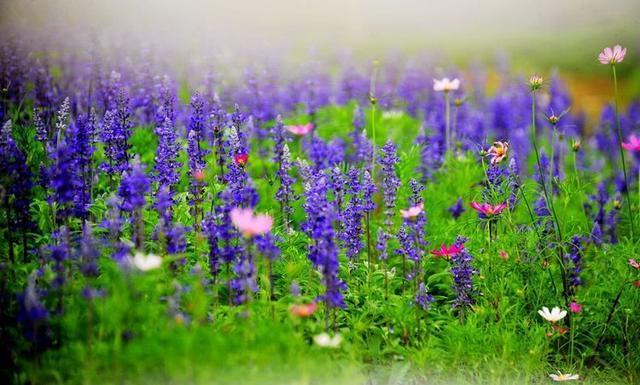 油菜花开成花海 不出深圳市区 就能疯狂撒野 旅游频道 手机搜狐