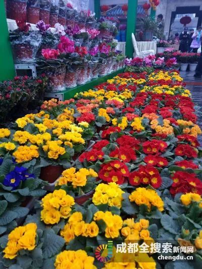 成都重启千年花市 春节前 快去这5个 花肆 迎春花 旅游频道 手机搜狐