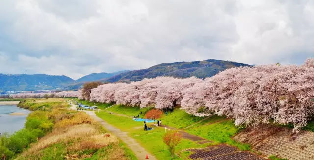 花痴都去日本京都这些地方追逐花姑娘的婆娑英姿 旅游频道 手机搜狐