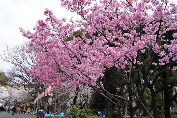 日本赏樱全攻略 这几个赏樱地一定要get 旅游频道 手机搜狐