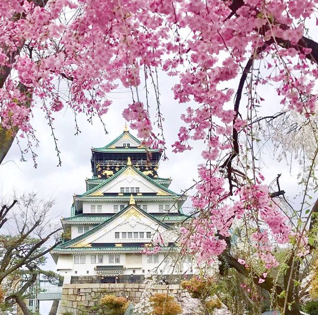 大阪城公园 樱花丛里沉淀历史与未来 旅游频道 手机搜狐