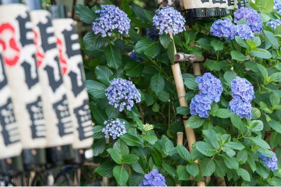 六月 在日本遇见最美的紫阳花海 旅游频道 手机搜狐