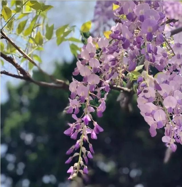 紫藤盛花季来啦 四月我们去看紫藤花 旅游频道 手机搜狐