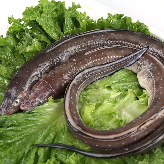 学钓 海鳗最佳垂钓期至 钓友们可一展钓技 体育频道 手机搜狐