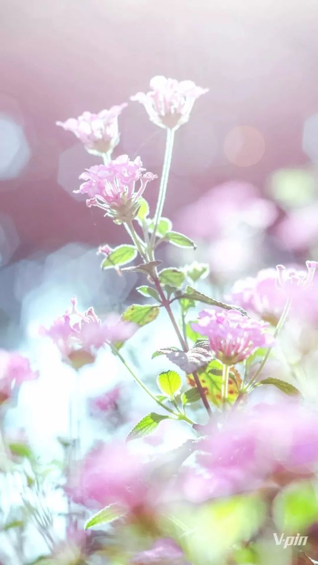 美 炸 了 重庆美景做成的36张手机壁纸 旅游频道 手机搜狐 美 炸 了 重庆美景做成的36张手机壁纸 旅游频道 手机搜狐