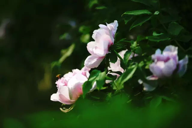 明日 东京禹王大庙会请你来一起擂响开幕大鼓 旅游频道 手机搜狐