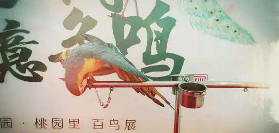 百鸟朝凤动态曲谱_百鸟朝凤唢呐曲谱(2)