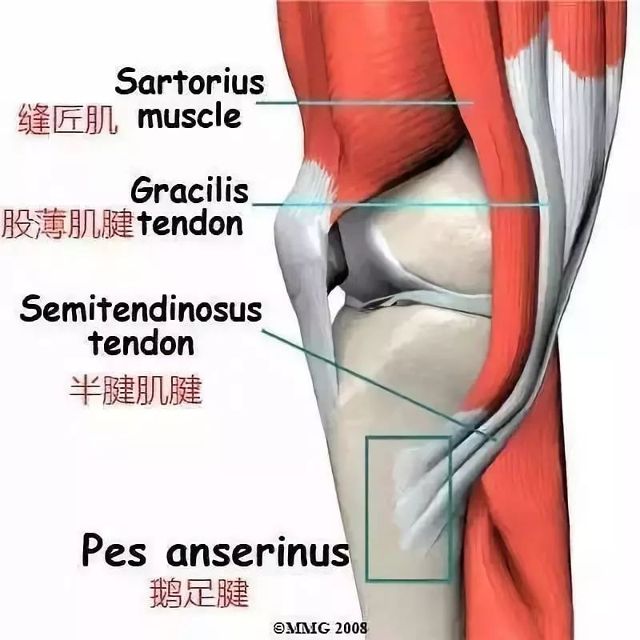 鹅足 腱损伤 或许才是你膝盖内侧痛的真正原因 体育频道 手机搜狐