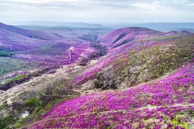 根河数万公顷杜鹃花海惊艳出世 有一种花海叫磅礴 旅游频道 手机搜狐