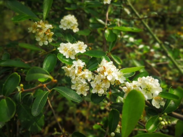 火棘花 一幅低头轻嗅 花香迷离 峰飞扑朔的画境 财经频道 手机搜狐