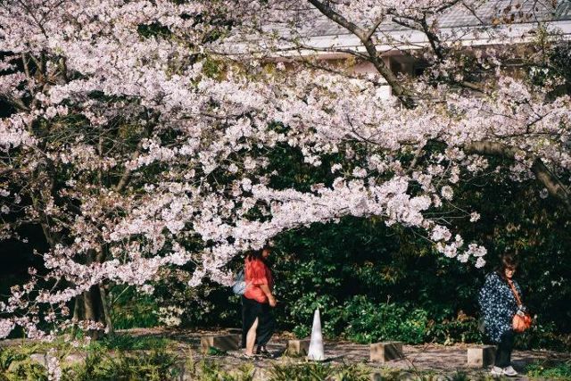 福冈 风中花枝多摇曳 九州门户赏樱花 旅游频道 手机搜狐