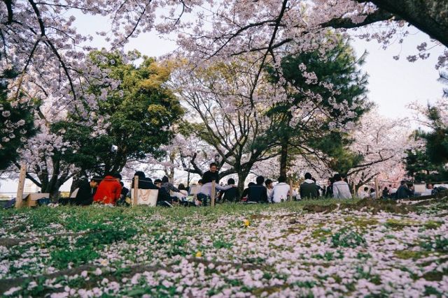 福冈 风中花枝多摇曳 九州门户赏樱花 旅游频道 手机搜狐