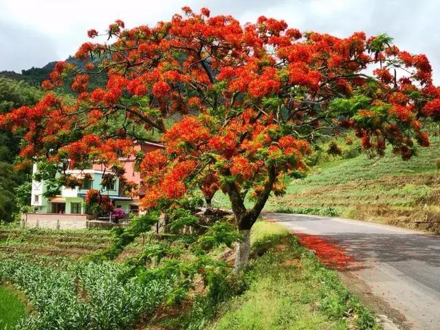 5月的云南戛洒江畔 凤凰花和花腰傣美女很配哦 旅游频道 手机搜狐