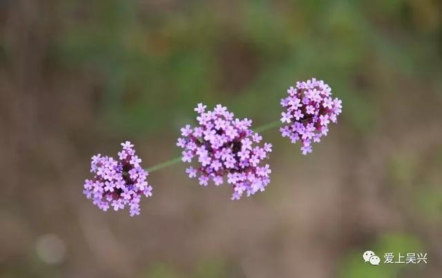 六月的吴兴一不小心 就被紫色的花海掳获了 旅游频道 手机搜狐