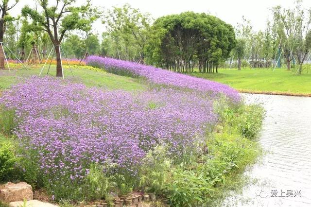 六月的吴兴一不小心 就被紫色的花海掳获了 旅游频道 手机搜狐