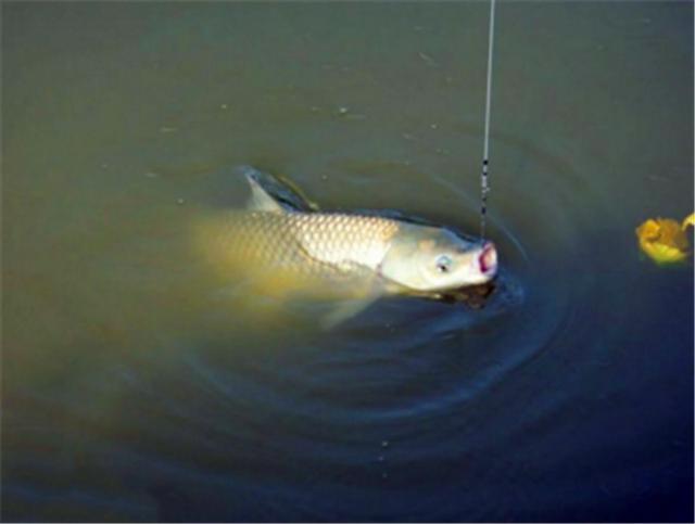 专门用来垂钓大草鱼的几种特效饵料 上鱼效果真是好 体育频道 手机搜狐