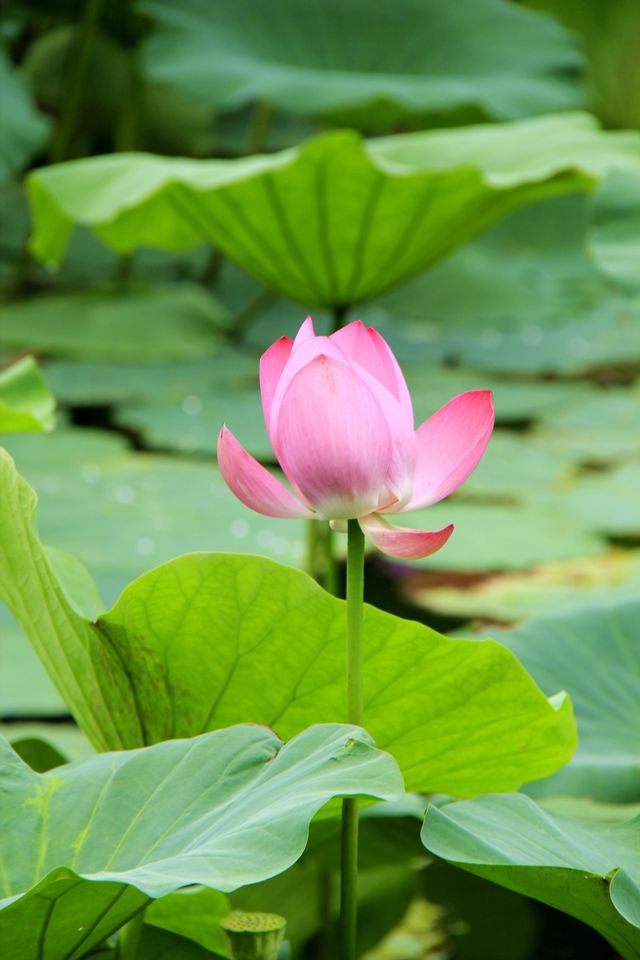 红花绿叶荷满塘 夏日里最美的风景 旅游频道 手机搜狐