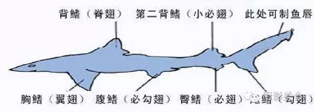 全世界的鱼翅都全了 旅游频道 手机搜狐