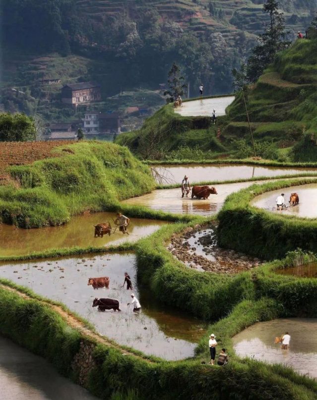 纪实摄影 中华最后的 牛耕部落 旅游频道 手机搜狐